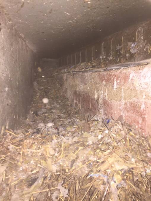 0.2 cubic metres of nesting material was found in this birds nest
discovered in a secret cavity at the National Film and Sound Archive. Picture: Craig Revell