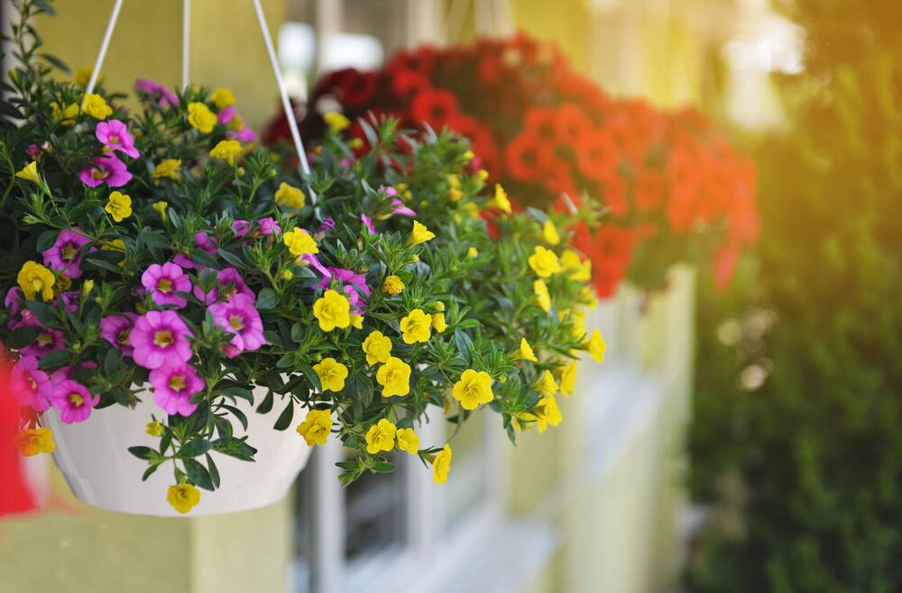 Colourful and fragrant hanging baskets banish winter gloom. Picture: Shutterstock