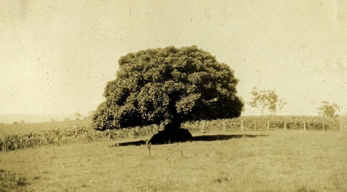 The landmark Port Jackson fig on 'Razorback Mountain' near Picton, photographed in the 1930s. Picture upplied
