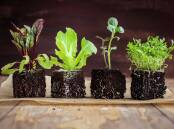 Buy lots of seedlings - now. Picture: Shutterstock