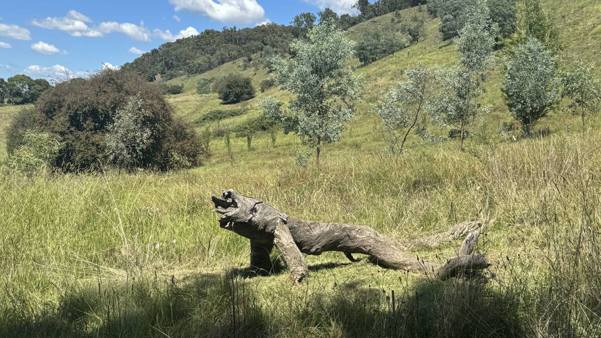 You'd run the other way if you saw this too! Picture by Tim the Yowie Man