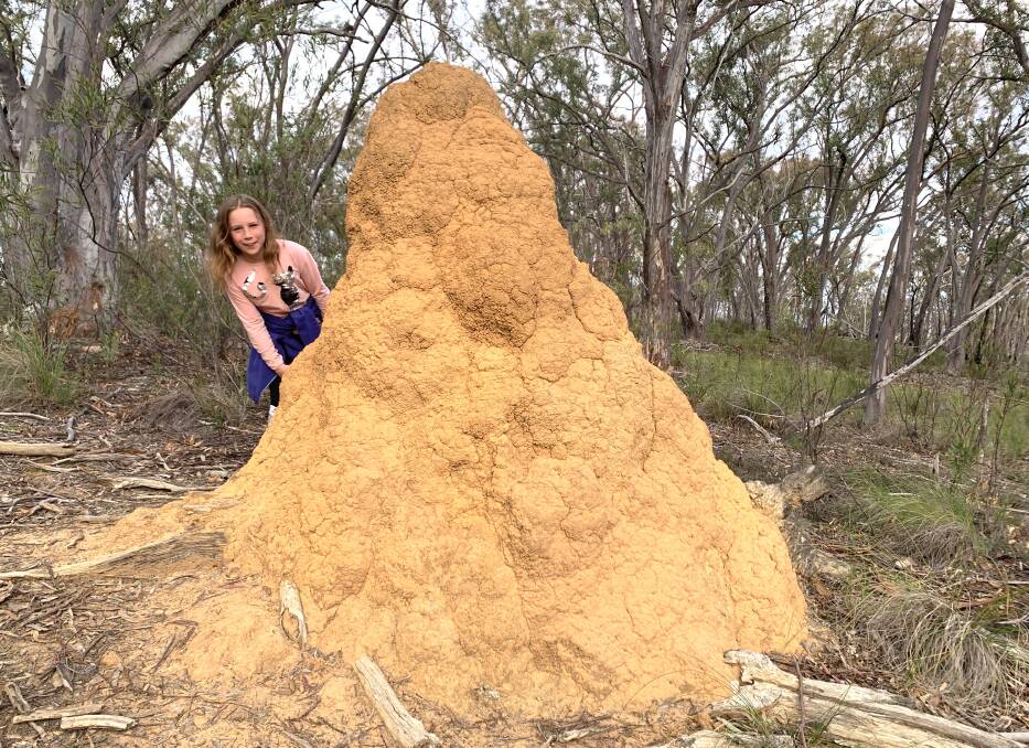 Tim's daughter Emily who is 1.4 metres tall next to a termite mound on Black Mountain. Picture: Tim the Yowie Man