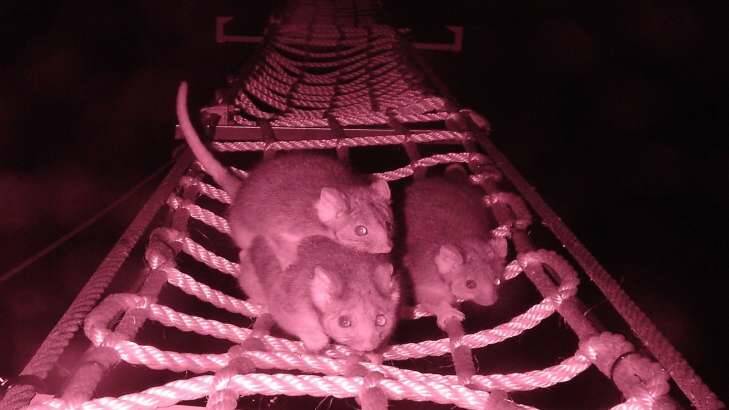 A ringtail possum with young at heel crosses a rope bridge which spans the Hume Highway near Albury. Picture: Kylie Soanes