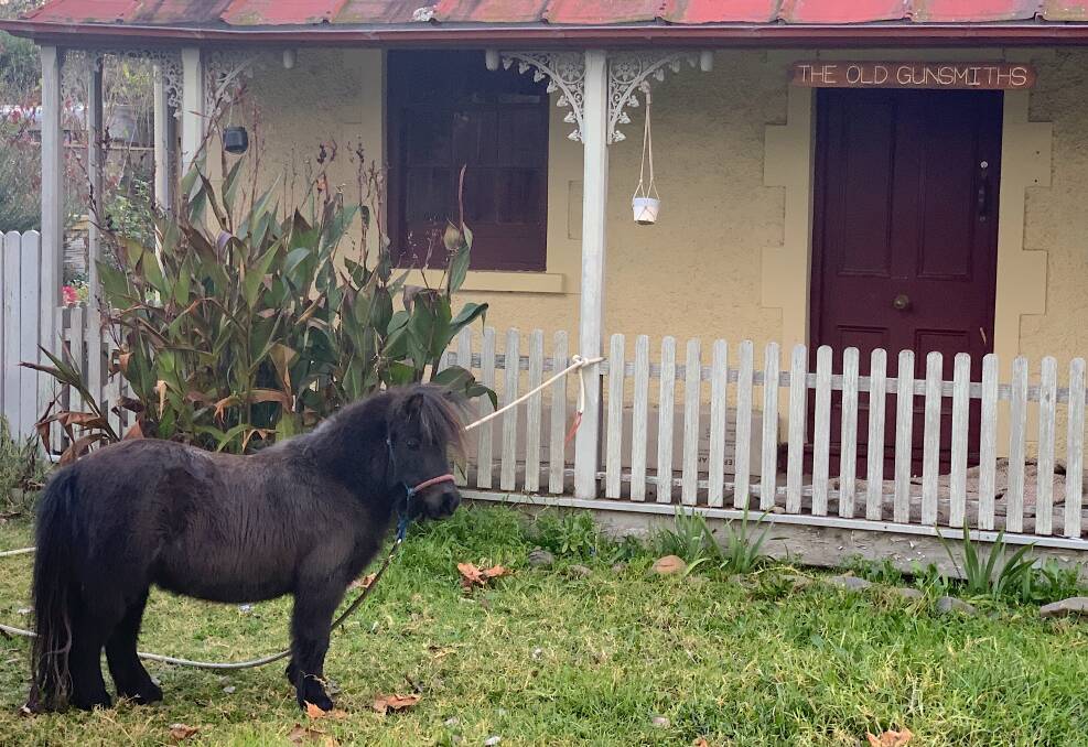 A miniature pony outside the Old Gunsmith Shop in Elrington Street, Braidwood. Picture: Tim the Yowie Man