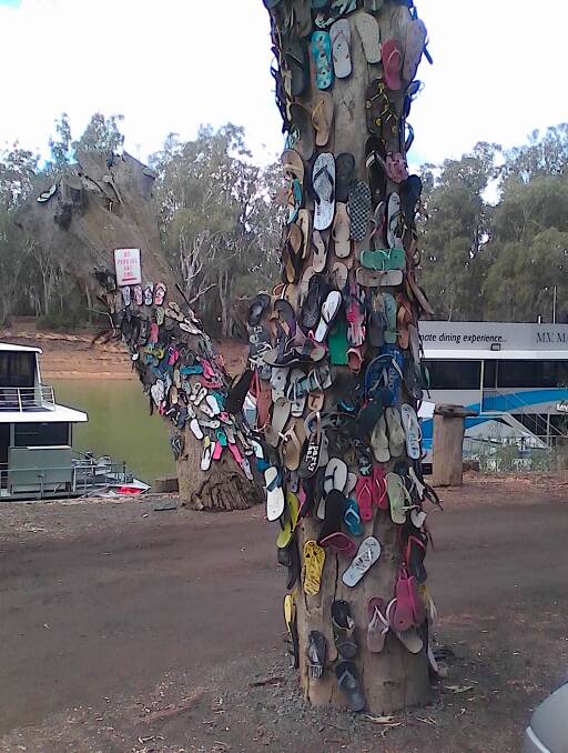 The Echuca Thong Trees. Picture by Steve Winters