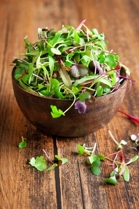 Pick salad leaves early to ensure maximum sweetness. Picture: Shutterstock