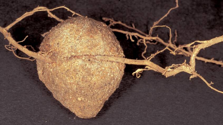 A native truffle on a eucalyptus root. Picture: Dr Andrew Claridge