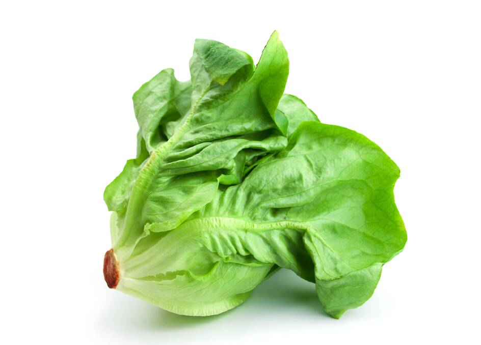 Buttercrunch lettuce is delicious and easy to grow.