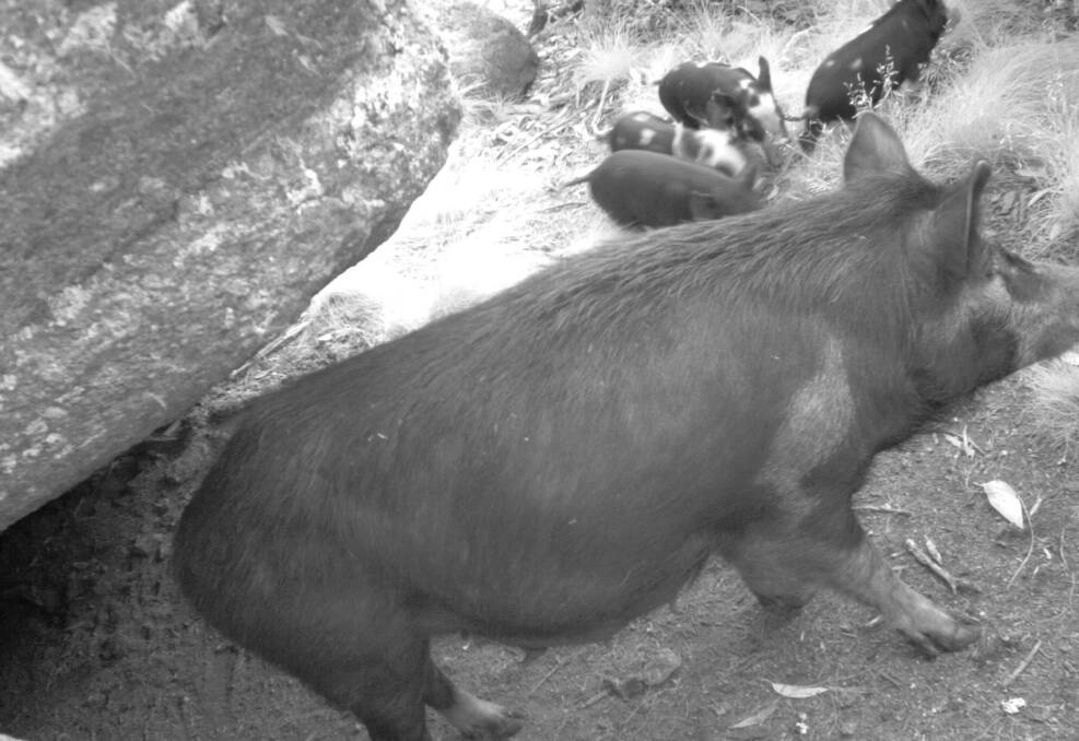 A feral pig leaves a bogong-filled cave on Mt Gingera. Picture: Peter Caley
