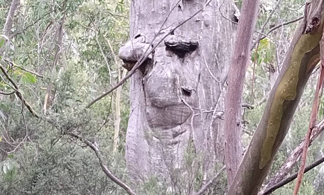 Can you 'see' the face in this tree trunk? Picture by David Hatherly