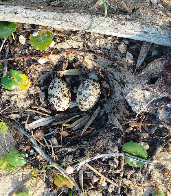 Pied oystercatcher eggs in a nest on Pebbly Beach. Picture: John Perkins