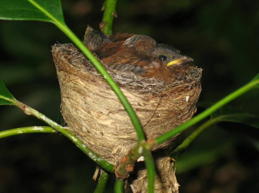 Rufous fantails use cobwebs to build their nests. Picture: Javkie French