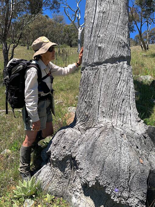 Jenny Horsfield examines one of the ring-barked trees. Picture: Tim the Yowie Man