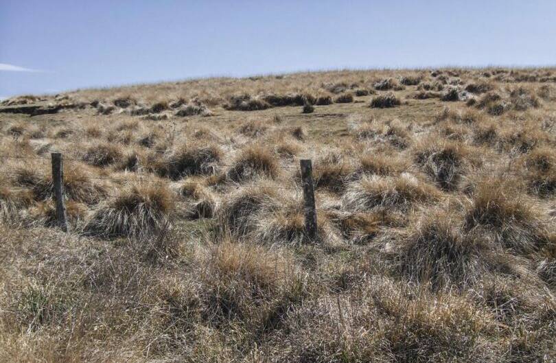 African Lovegrass smothers competitors, turning degraded pastures into a monoculture. Picture: Supplied