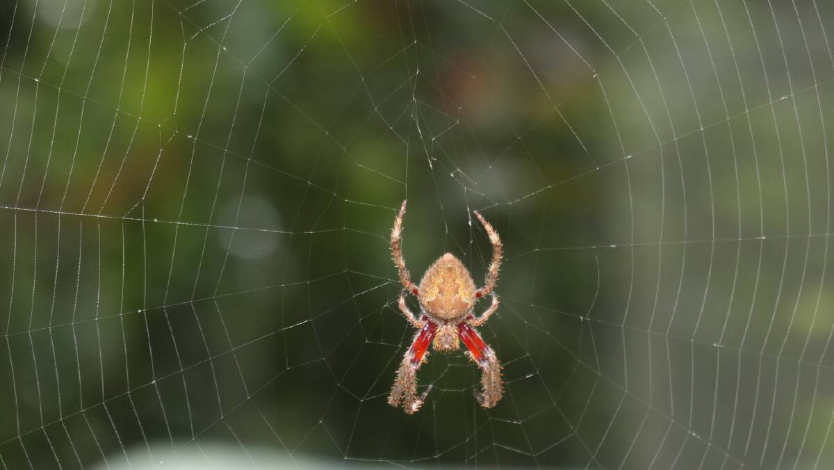 An Australian Garden Orb Weaver spider in Isaacs. Picture: Liz and Mike Lynch