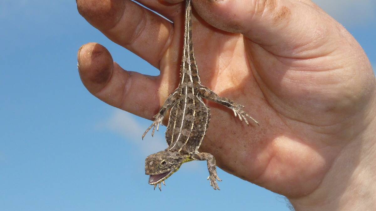 A Monaro Grassland Earless Dragon. Picture by Tim the Yowie Man