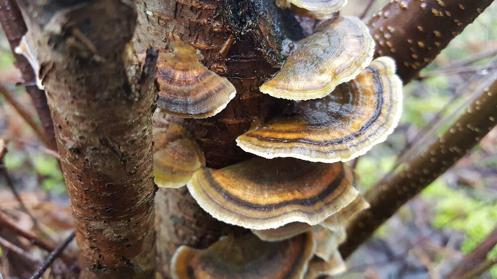 Bracket fungi indicate a tree is dying. Picture: Shutterstock
