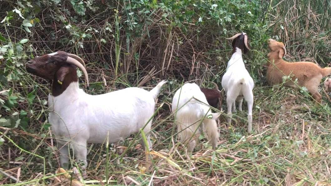 A herd of weeding goats busy at work at the botanic gardens. Picture: Australian National Botanic Gardens