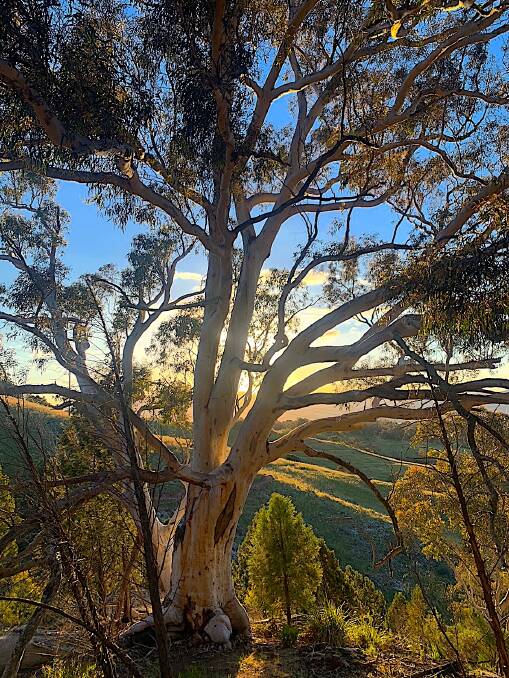 A stately scribbly gum at one of the diversions along the new track. Picture: Tim the Yowie Man