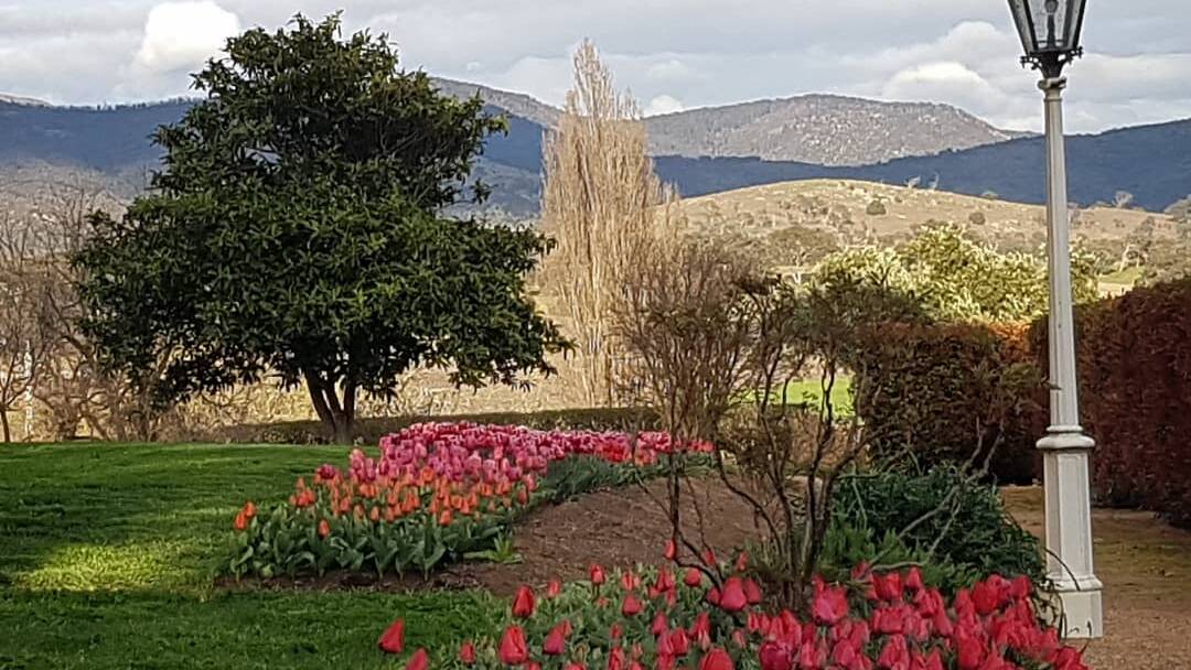 Tulips in full bloom at Lanyon this spring. Picture: ACT Historic Places