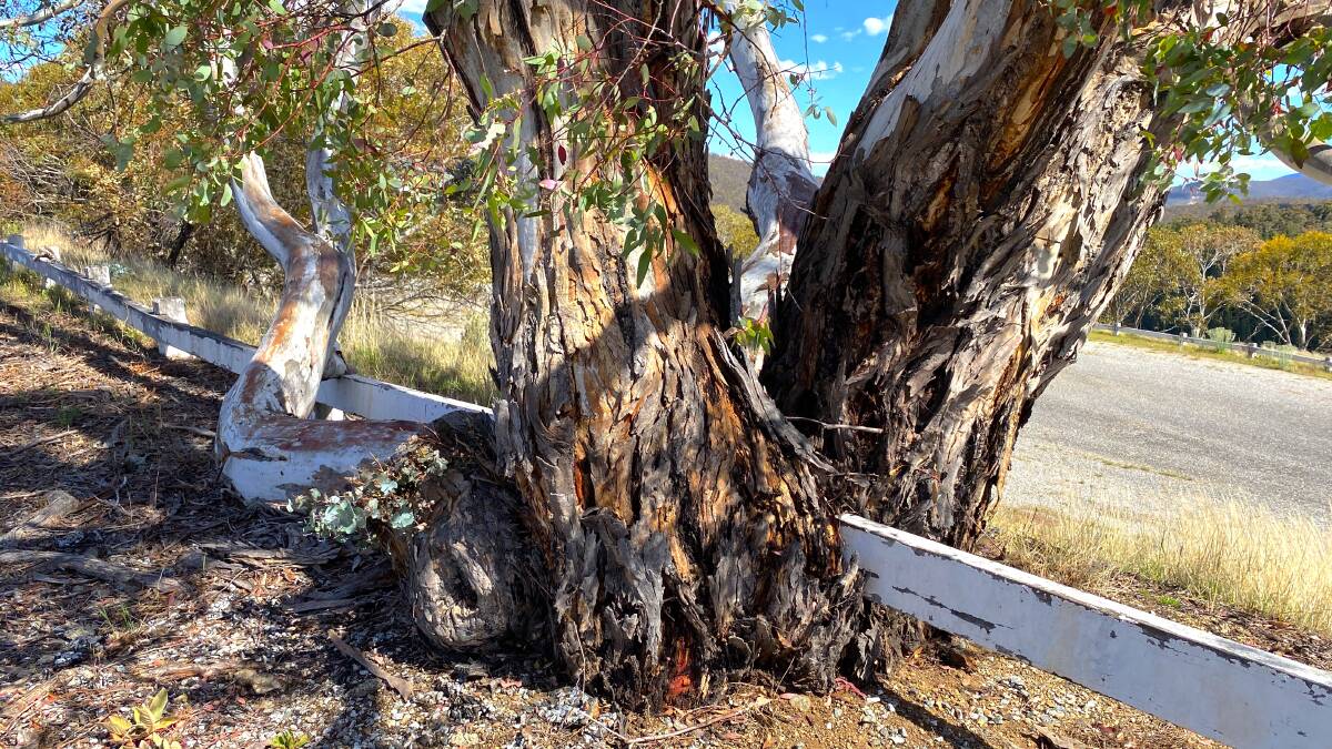 The fence-eating tree at the site of the former Eucumbene Tea House. Picture by Tim the Yowie Man