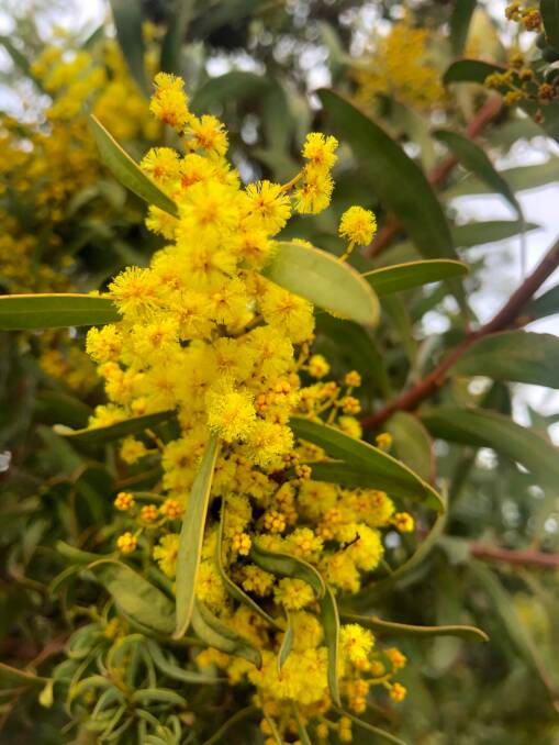 Wattle on Barrer Hill. Picture: Peter Campbell