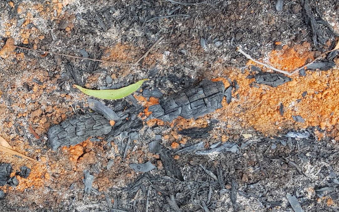 The orange line is termite clay from a 30m-tall tree that 'exploded' on Peter Marshall's property near Braidwood during last summer's bushfires. Picture: Kate Marshall