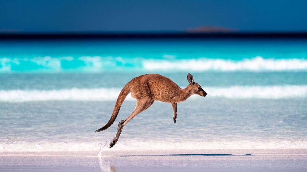 A local enjoys deserted beaches at Lucky Bay, Esperance. Picture: Shutterstock