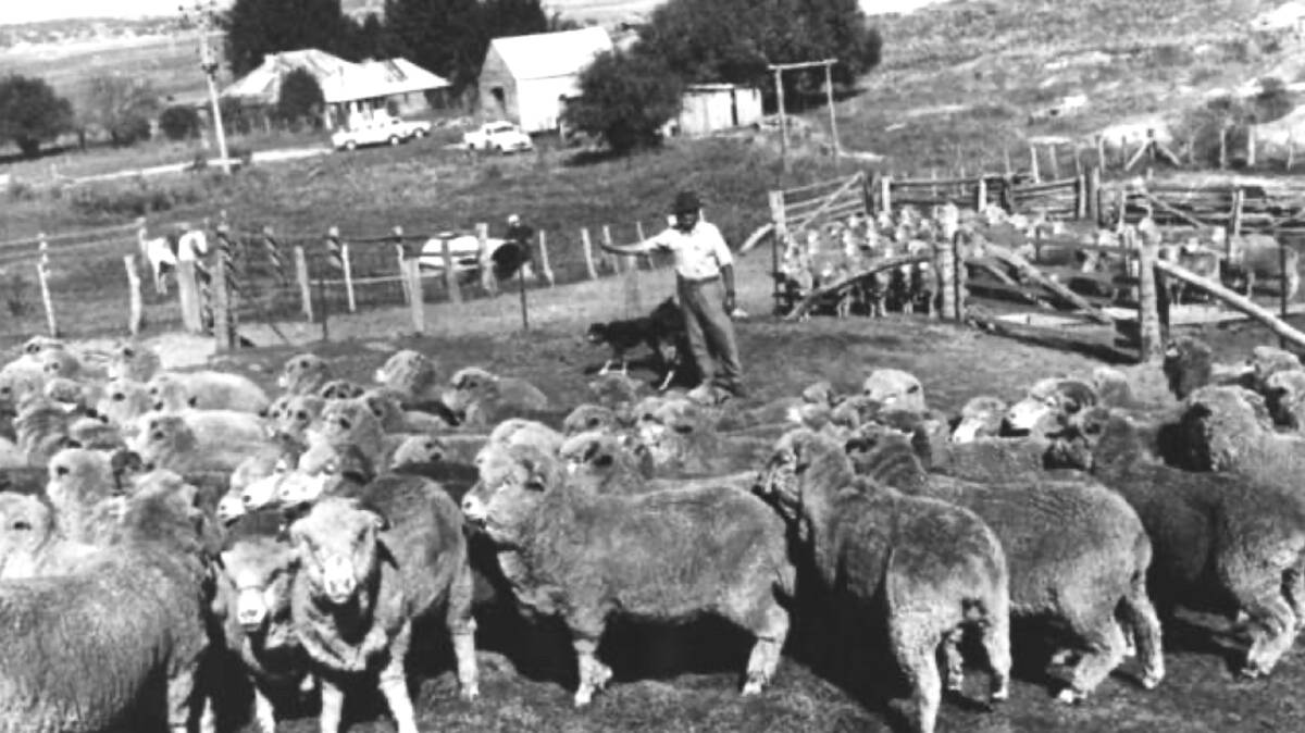 Believed to be Tom Gribble in the mustering yards at The Glebe Farm, near current Copland College circa 1965. Picture courtesy of Lyall Gillespie Collection/Hall Heritage Centre