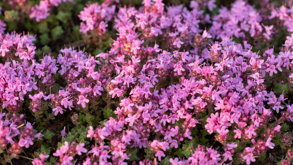 Breckland wild thyme produces stunning masses of flowers. Picture: Shutterstock