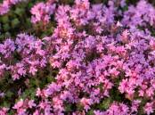 Breckland wild thyme produces stunning masses of flowers. Picture: Shutterstock