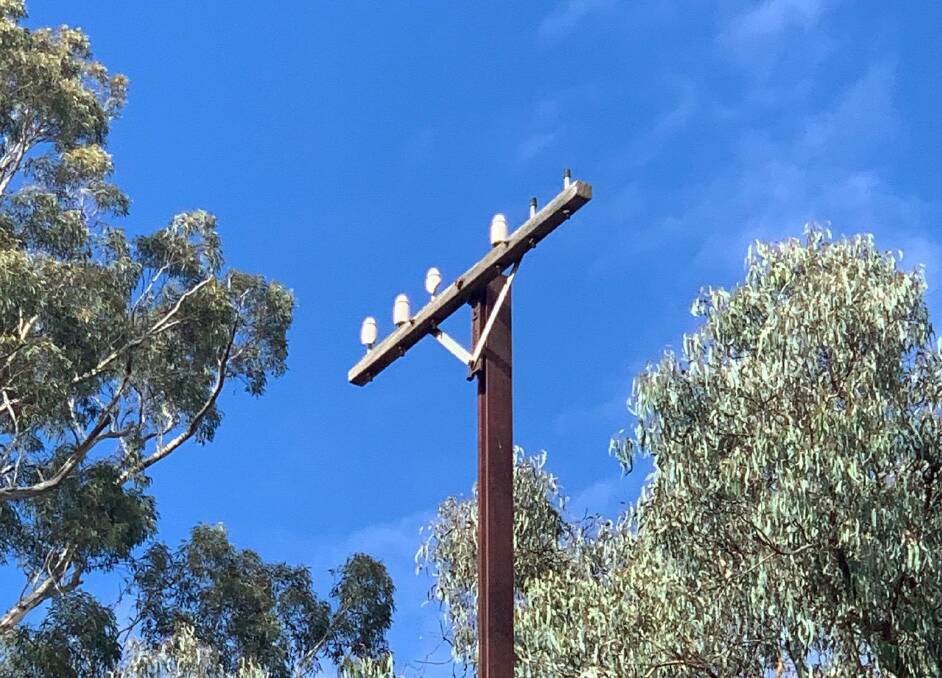 One of telegraph poles complete with porcelain insulators along the old railway line near Tuggeranong Railway Siding. Picture: Tim the Yowie Man