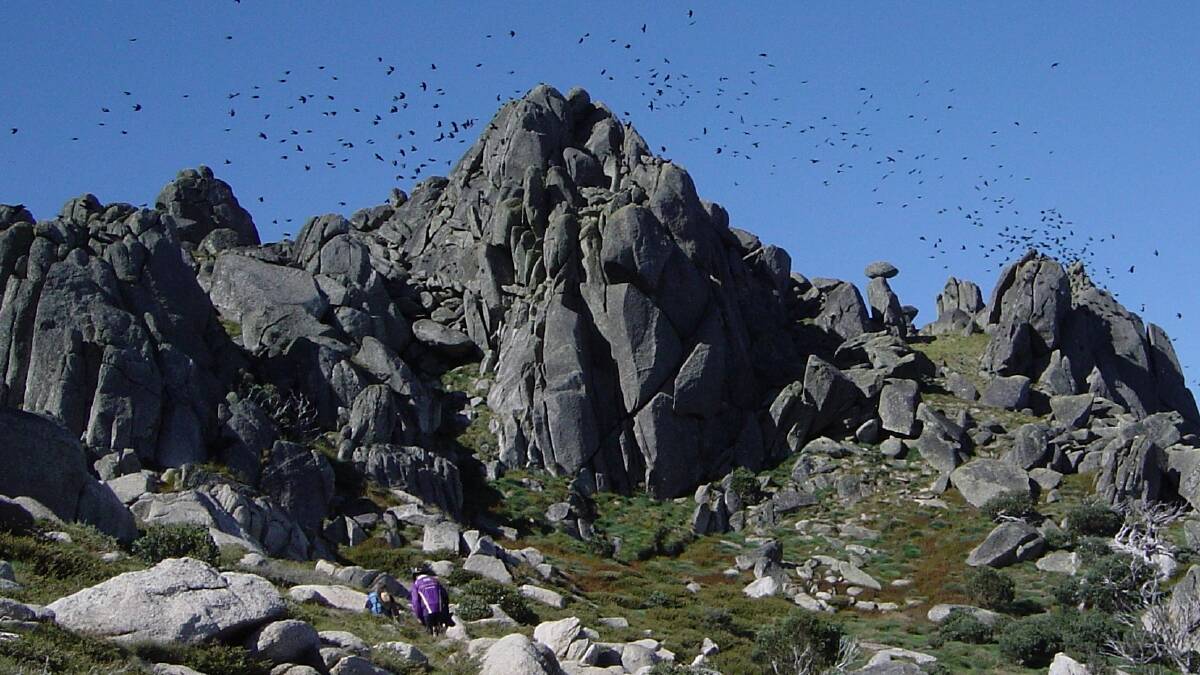 Little ravens flock to the Australian high country in their hundreds and thousands to feast on Bogong moths. Picture: John Blay
