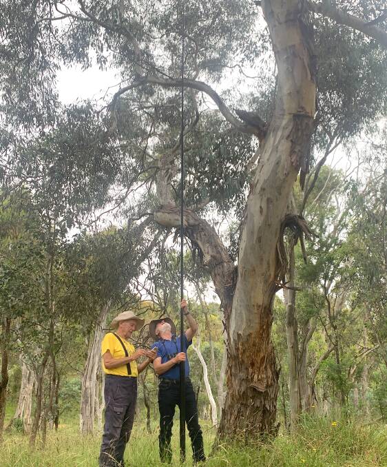 Chris Davey and Michael Mulvaney demonstrate their pole camera used to take images inside tree hollows up to 12 metres above the ground. Picture: Tim the Yowie Man