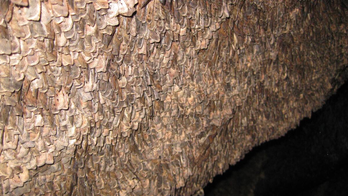 Aestivating bogong moths clustered on a cave wall in Kosciuszko National Park. In a good year, there are approximately 17 000,moths per square metre of cave wall. Picture by Eric Warrant 