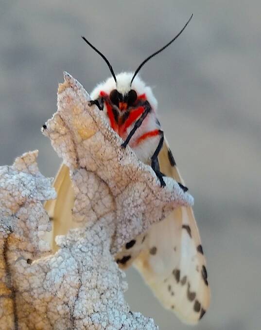Mystery moth. Picture: Michael Calkovics