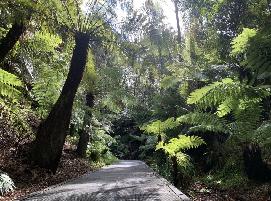 The Rainforest Gully, a special spot for many Canberrans. Picture: Tim the Yowie Man