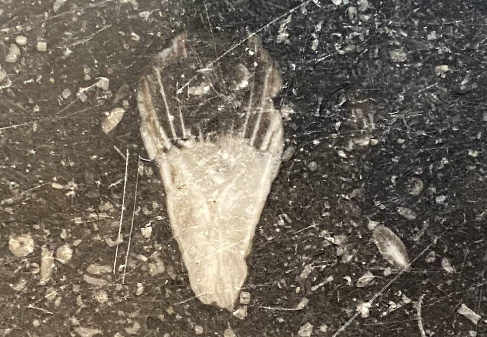 A fossil that resembles an ice-cream cone, located not far from Shawn the Prawn. Picture by Tim the Yowie Man
