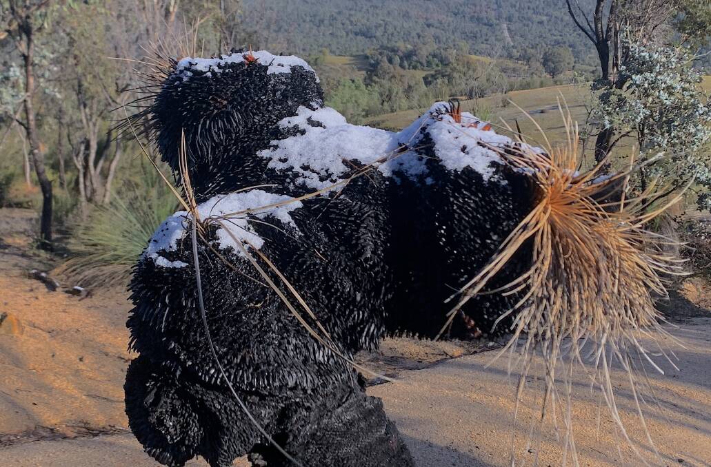 Snow settles on the trunk of a recently burnt grass tree at Tidbinbilla Nature Reserve. Picture: Tim the Yowie Man