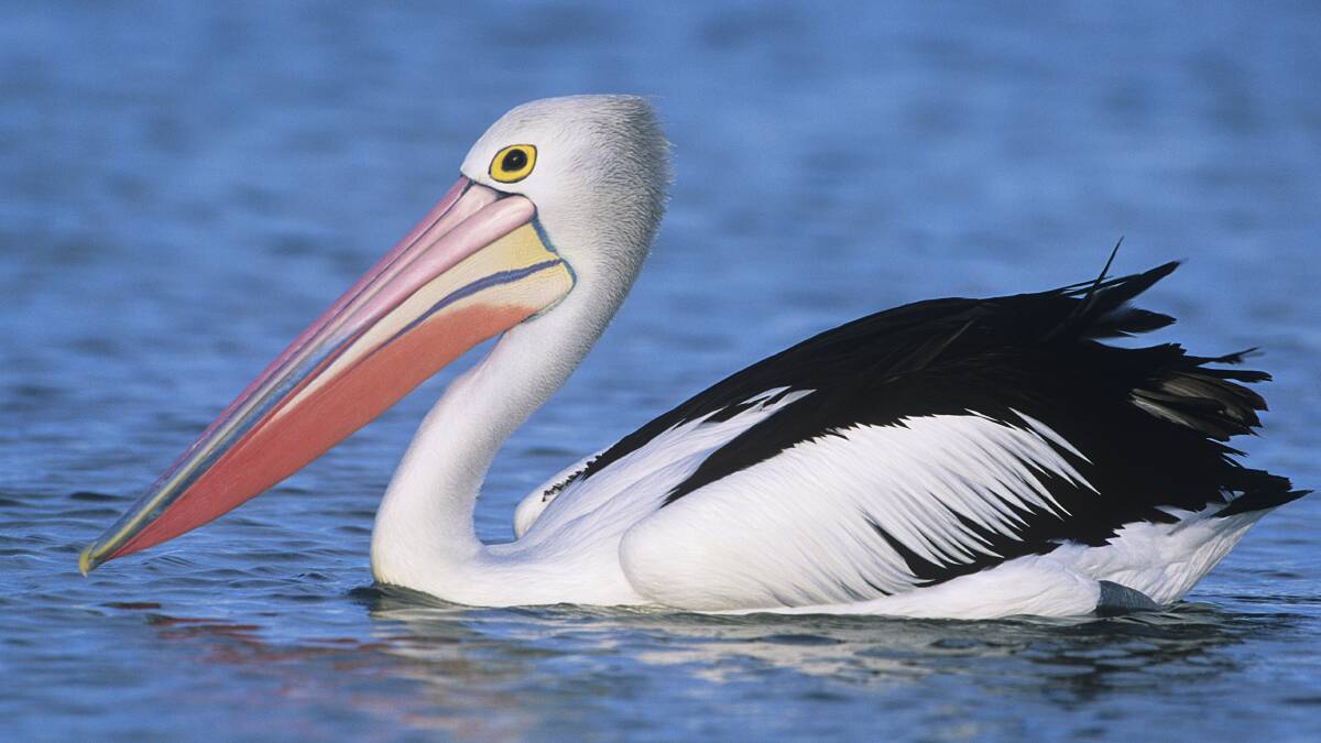 Pelicans have returned to Lake George. Picture Shutterstock