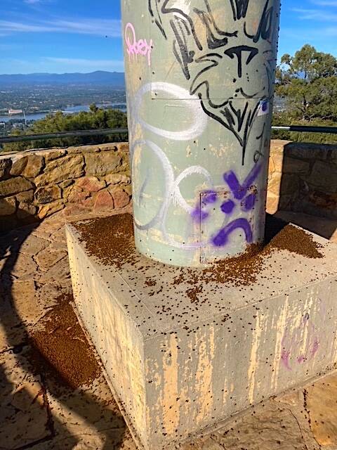 Thousands of dead ladybirds pile up on the Mt Ainslie summit aviation beacon. Picture: Liz McMillan