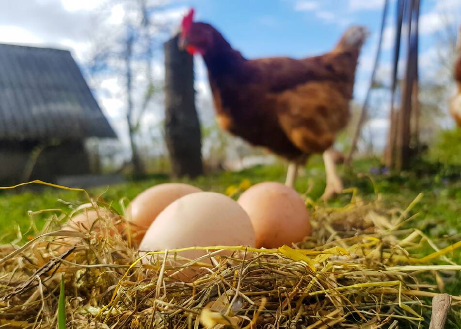 Laying eggs takes a toll on a chicken's body. Picture: Shutterstock 