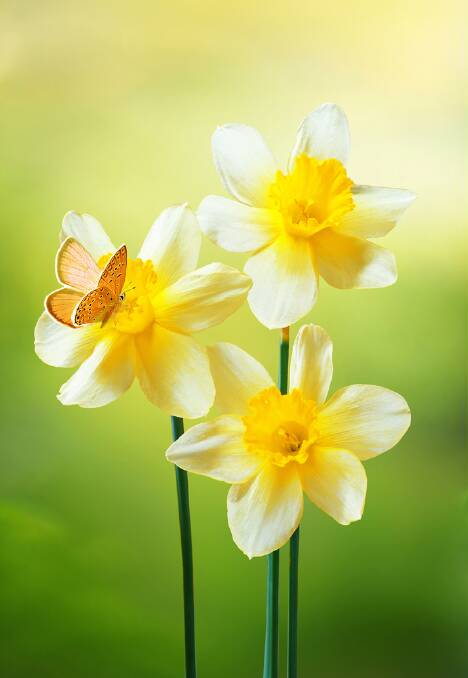 Daffodils do grow from seed but need a little help. Picture: Shutterstock