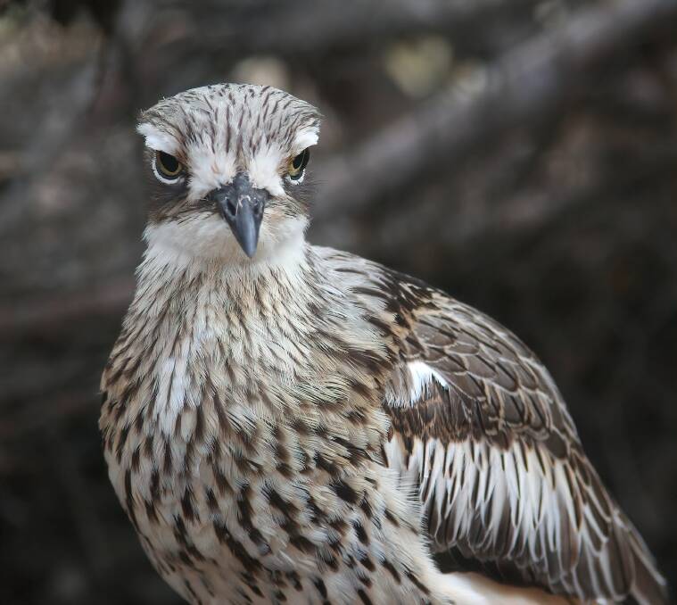 A bush stone-curlew - known for its unusual call. Picture: Geoffrey Dabb