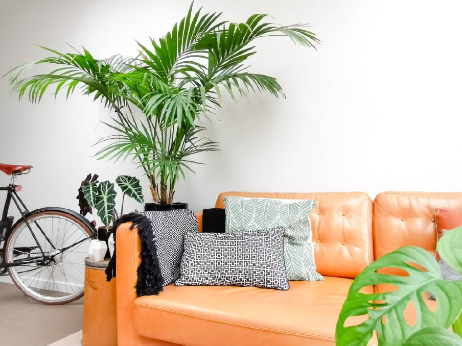 If you have a brown-thumbed friend who needs a spot of green, give them a Kentia palm, or better still, two of them. Picture: Shutterstock