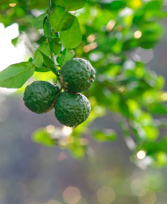 Our kaffir lime has flourished against the odds. Picture: Shutterstock