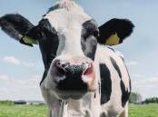 A cow produces 250 to 500 litres of methane a day. Picture: Shutterstock