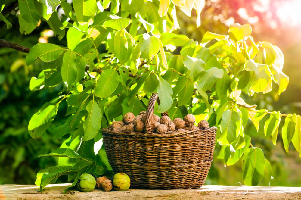 Walnut trees are large and obediently drop their leaves in winter. Picture Shutterstock