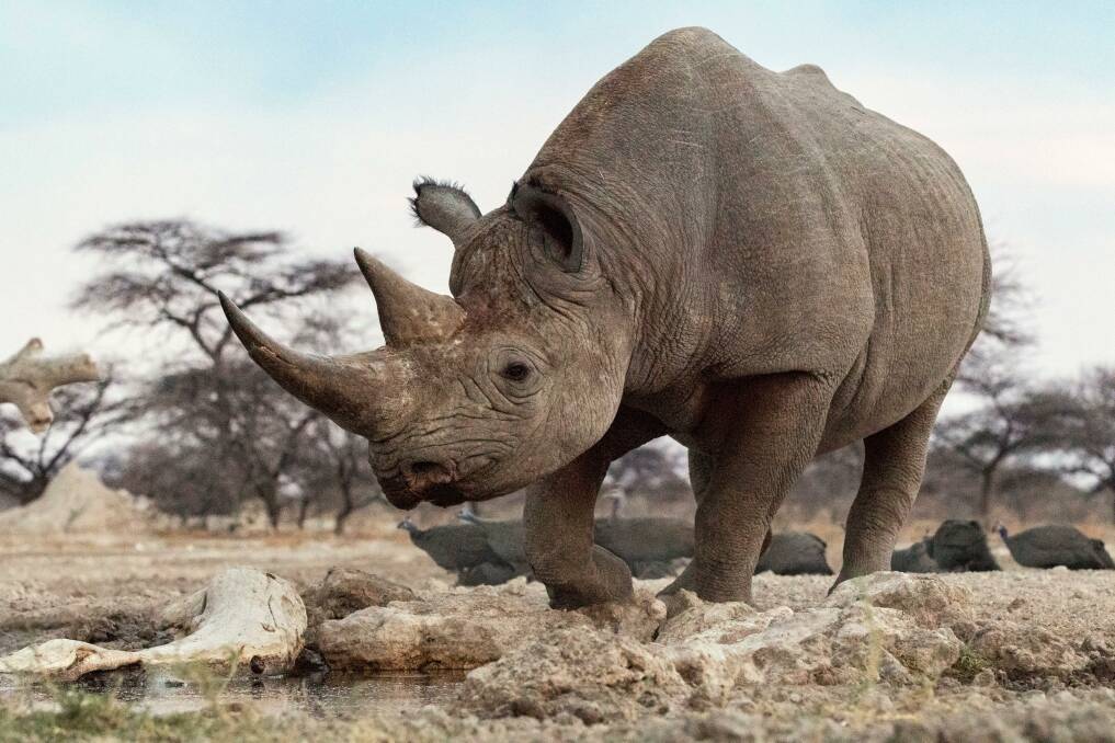 A black rhino at Etosha National Park in Namibia.