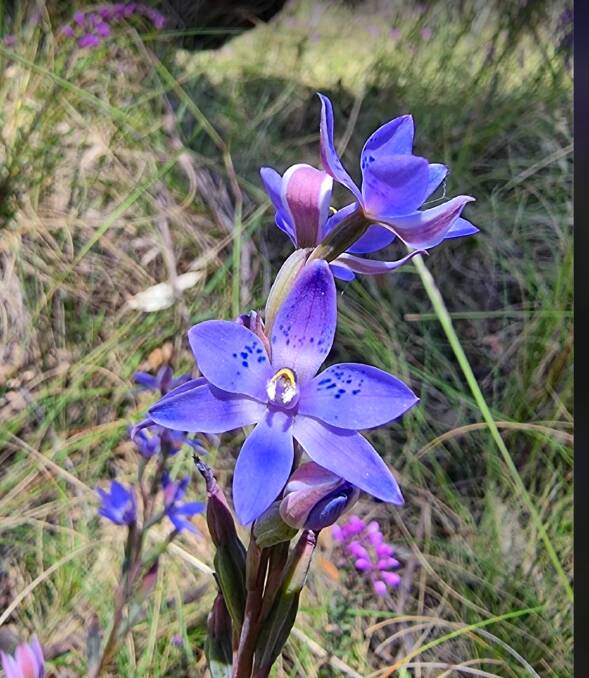 A sun orchid, one of many unique hybrids occurring in the region. Picture by Christina Steele